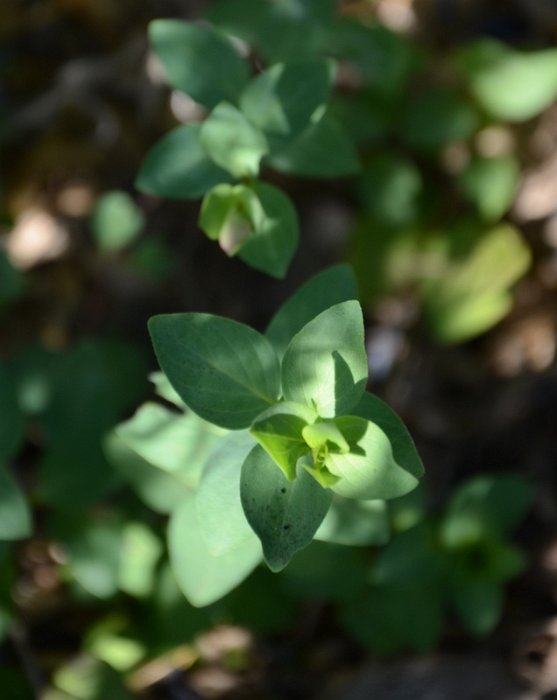 Origanum x 'Bristol Cross'